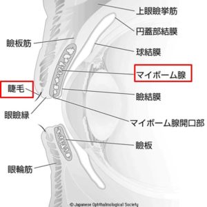 Zeis腺やマイボーム腺の図